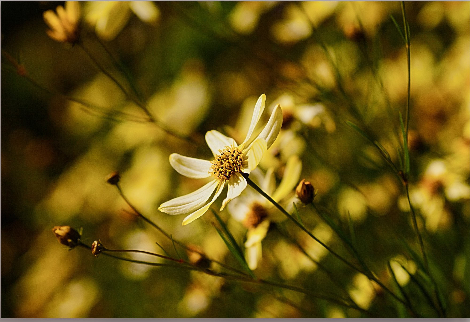 dof - 1.jpeg